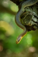 Uzovka stromova - Zamenis longissimus - Aesculapian Snake 5912